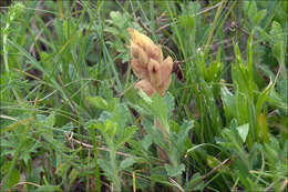 Image of Orobanche teucrii Holandre