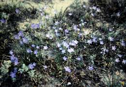 Image of Wahlenbergia capillaris (G. Lodd.) G. Don