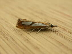 صورة Catoptria pinella Linnaeus 1758