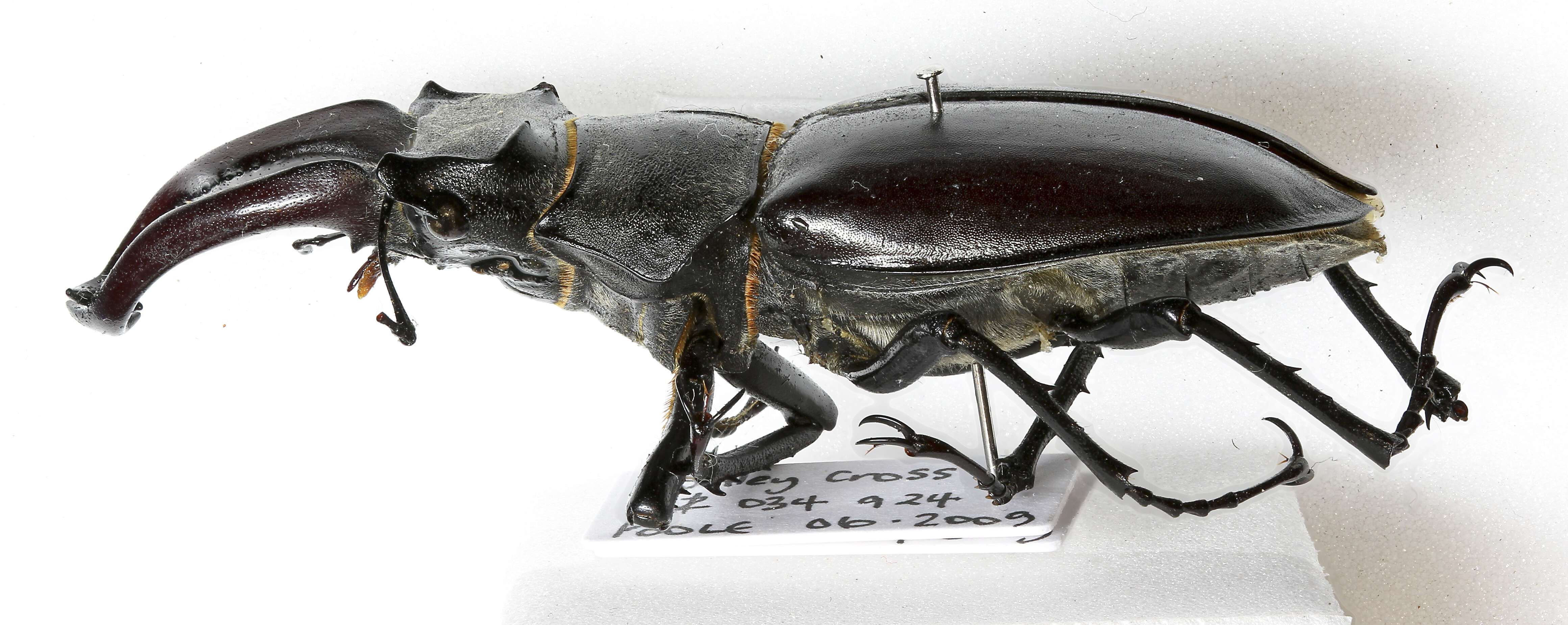 Image of Stag beetle