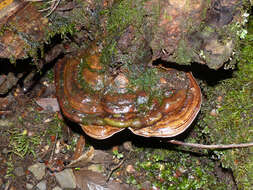 Image of Ganoderma