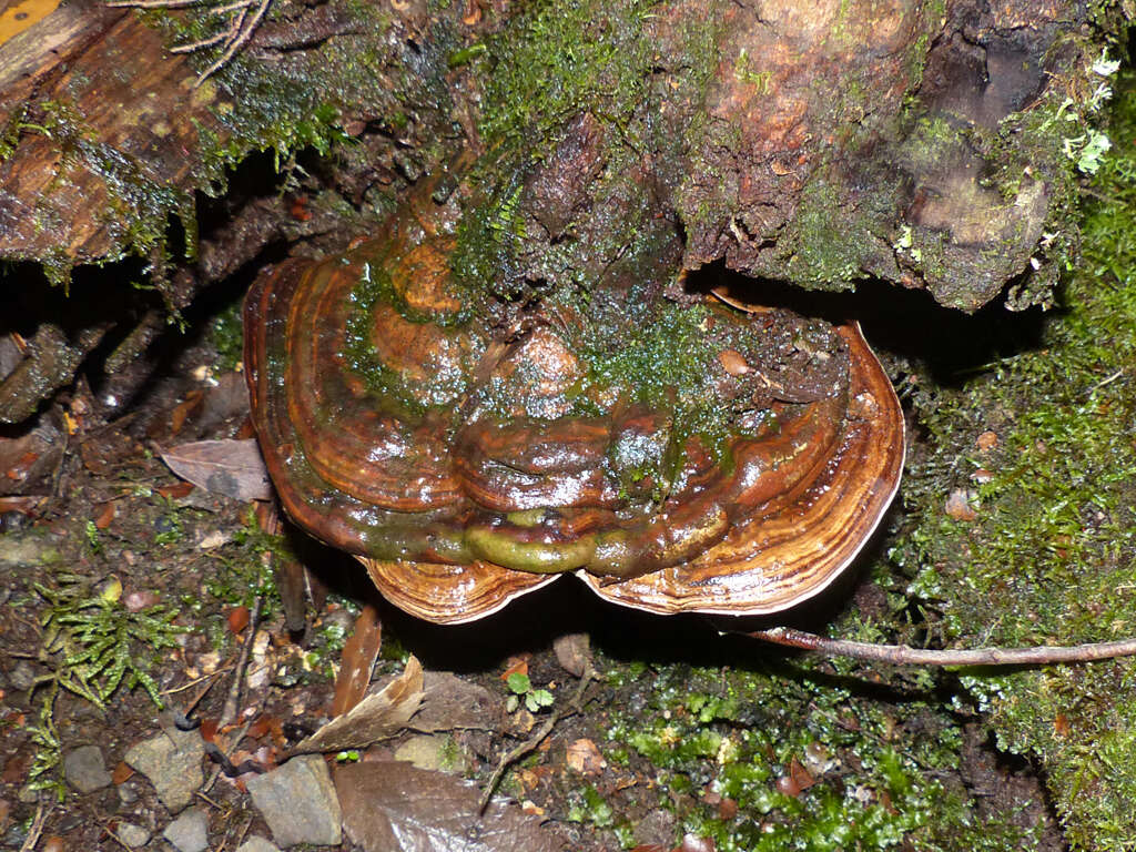 Image of Ganoderma