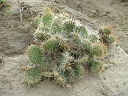 Image of Panhandle Prickly-pear