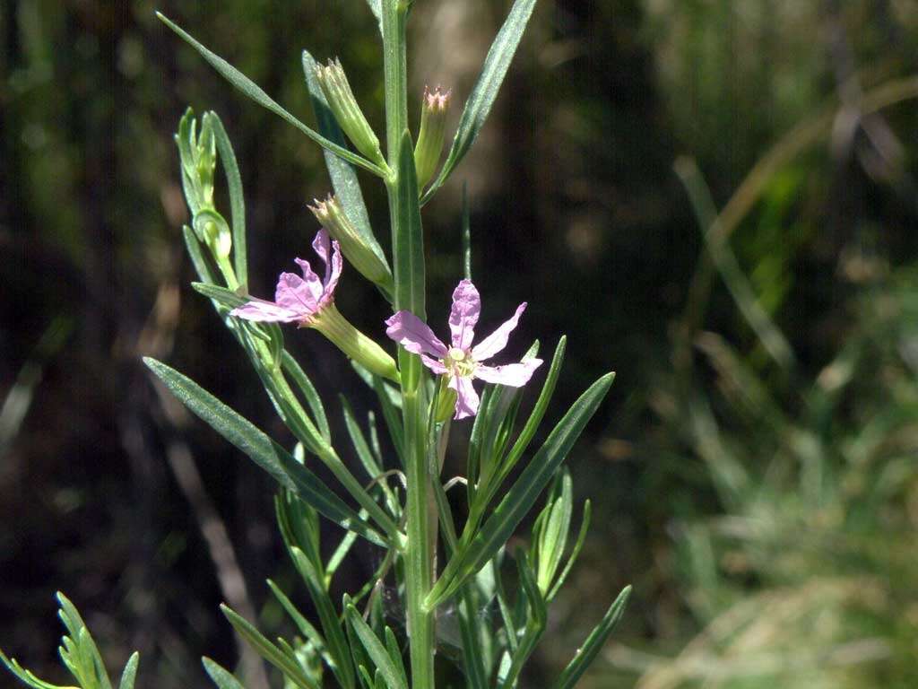 Imagem de Oenothera curtiflora W. L. Wagner & Hoch