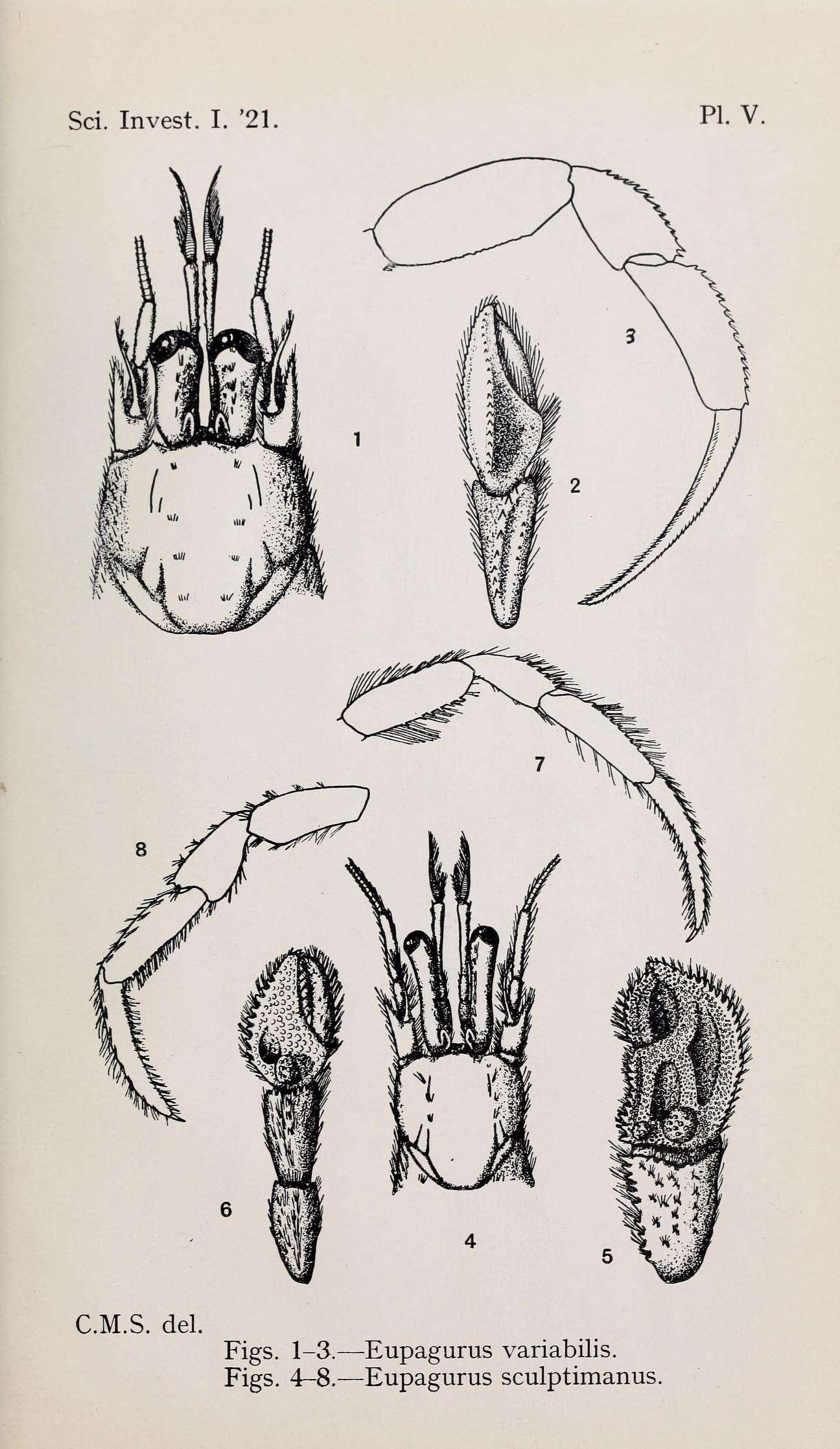 Image de Pagurus alatus Fabricius 1775