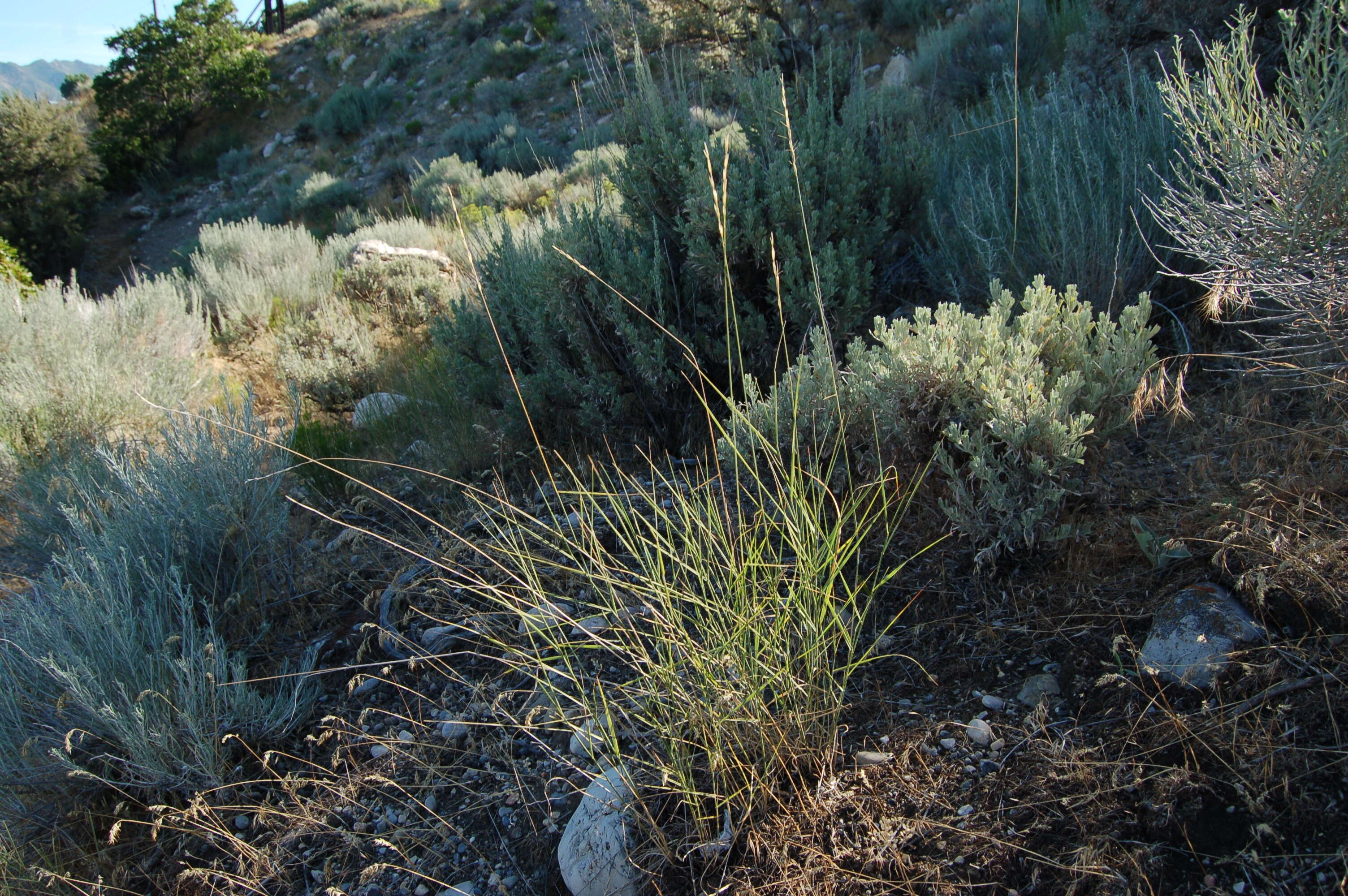 Image of bluebunch wheatgrass