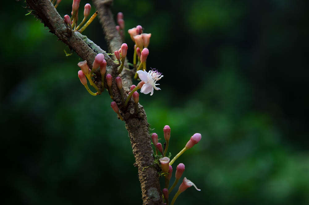 صورة Heteroblemma alternifolium (Blume) Cámara-Leret, Ridd.-Num. & Veldkamp