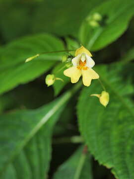 Impatiens parviflora DC. resmi