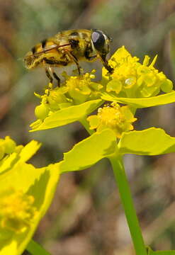 Image of Syrphidae