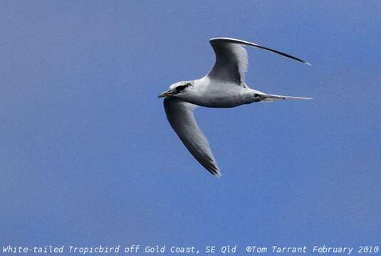 Image of White-tailed Tropicbird