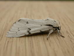 Image of Dagger Moths