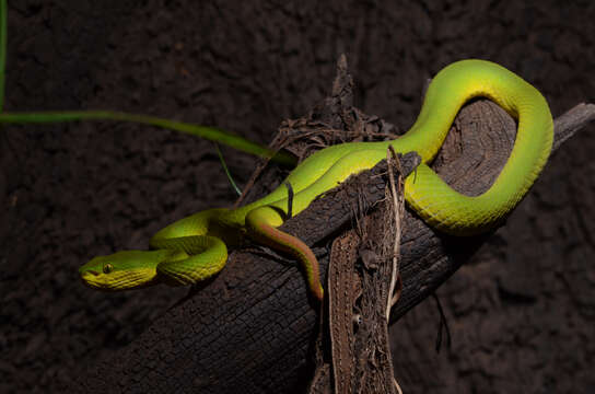 Image of White-lipped Tree Viper