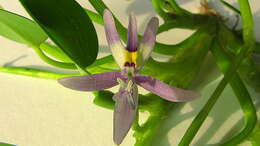 Image de Heteranthera