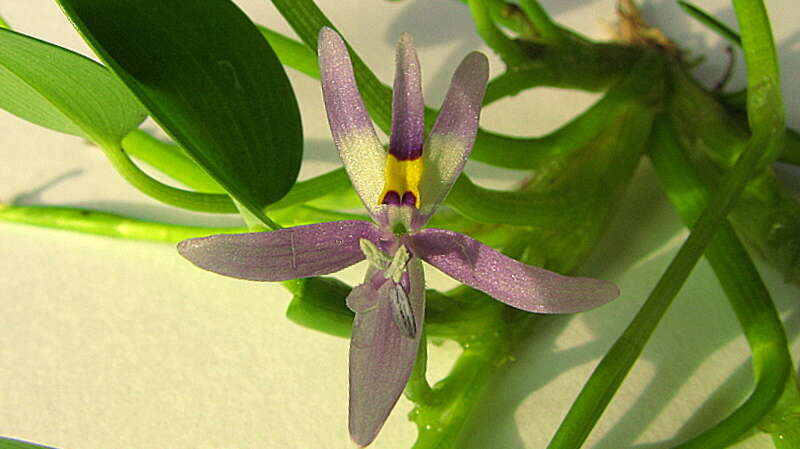 Image de Heteranthera