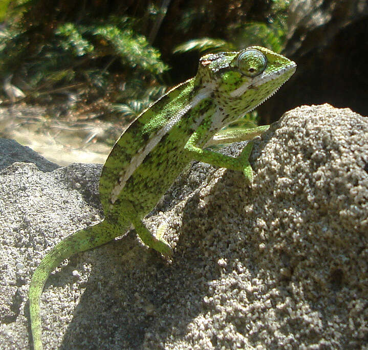 Image of Malagasy chameleons