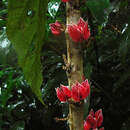 Image of Pavonia strictiflora (Hook.) G. L. Esteves