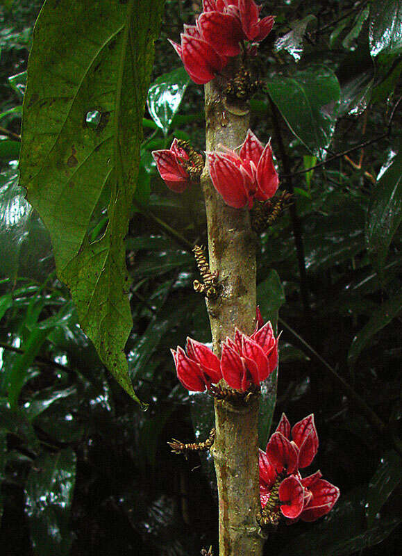 Image of Pavonia strictiflora (Hook.) G. L. Esteves