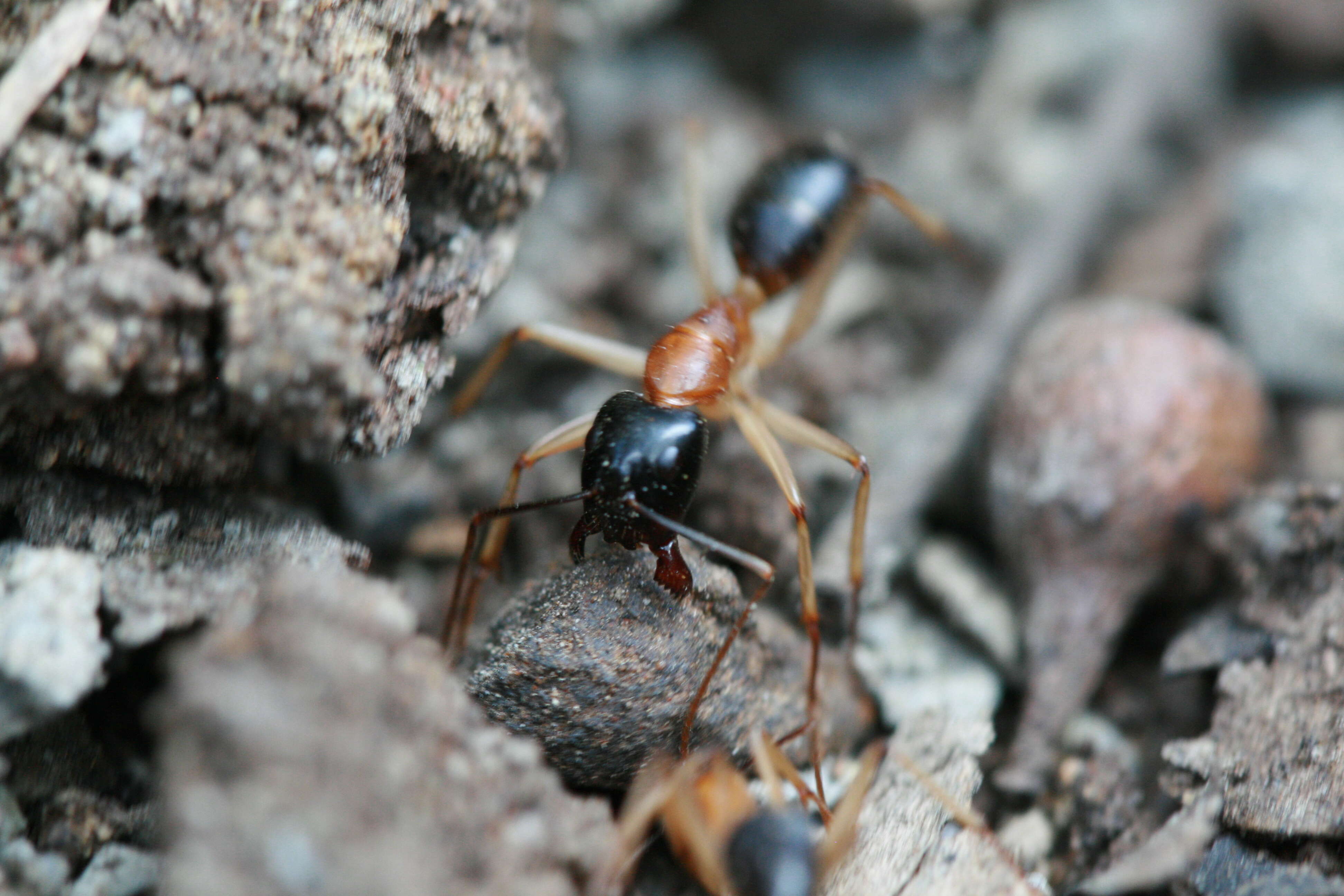 Image of Camponotus nigriceps (Smith 1858)
