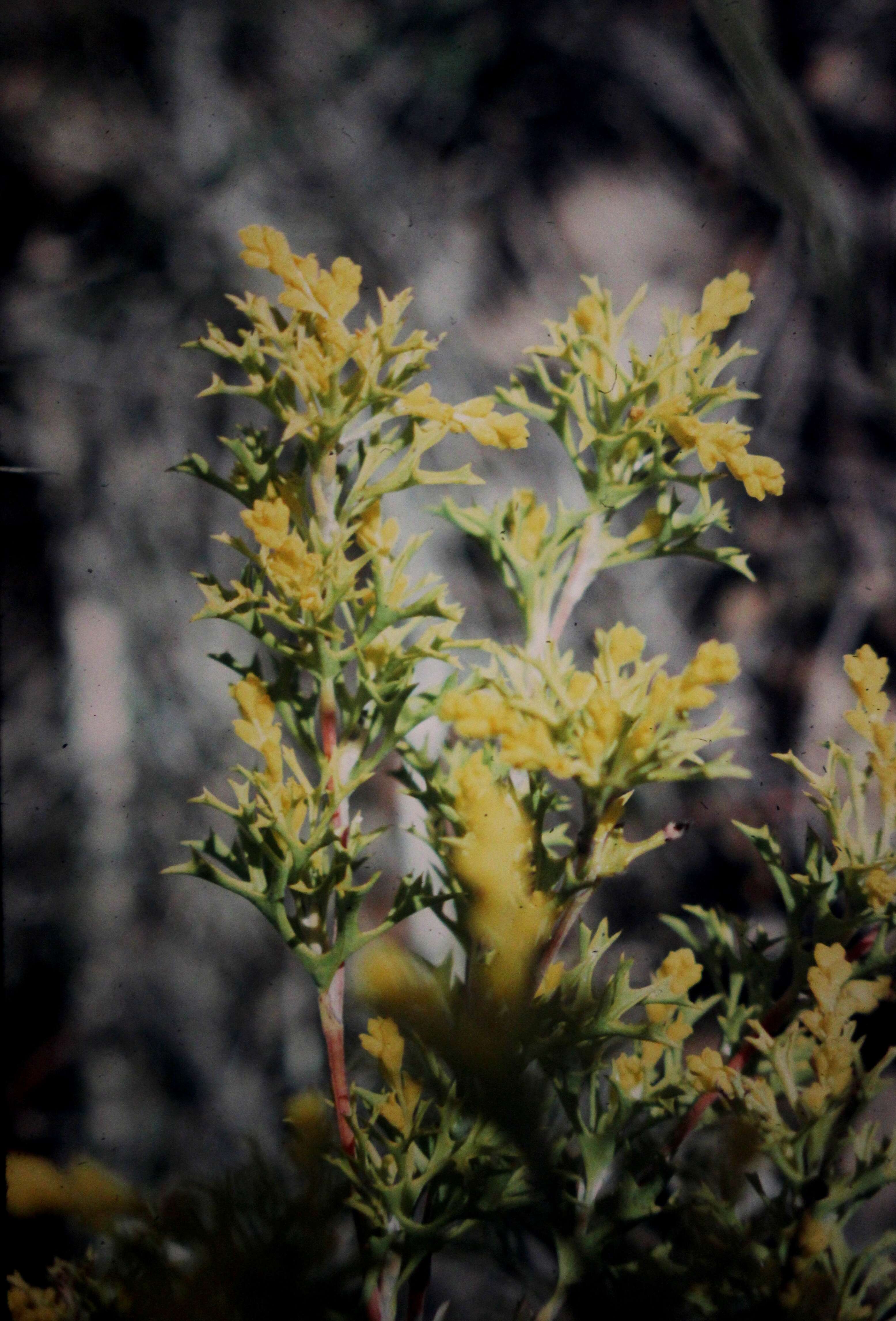 Image of Synaphea polymorpha R. Br.