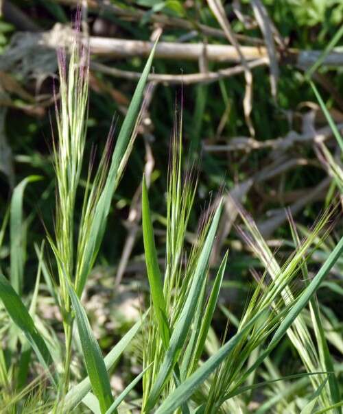 Image of brome