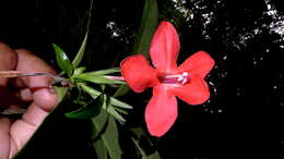 Image of Ruellia affinis (Schrad.) Lindau