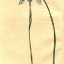Image of Fleur-de-lys Moraea