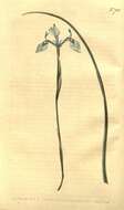 Image of Fleur-de-lys Moraea