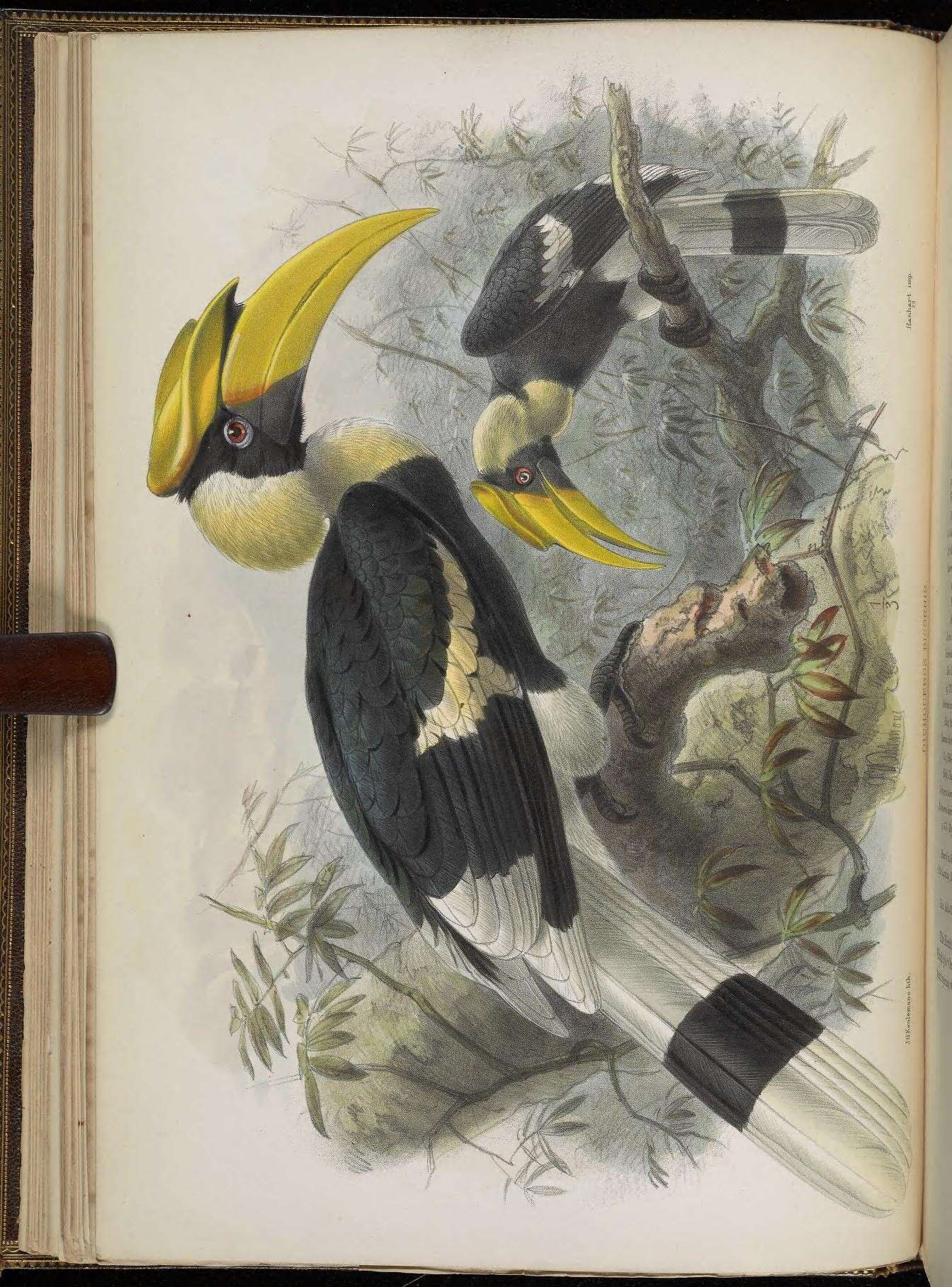 Image of Helmeted hornbill