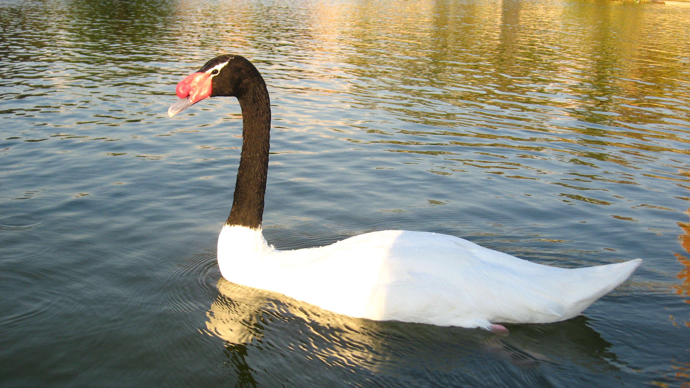 Image of Swan