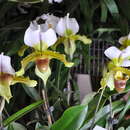 Image of Paphiopedilum leeanum O. Gruss