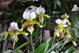 Image of Paphiopedilum leeanum O. Gruss