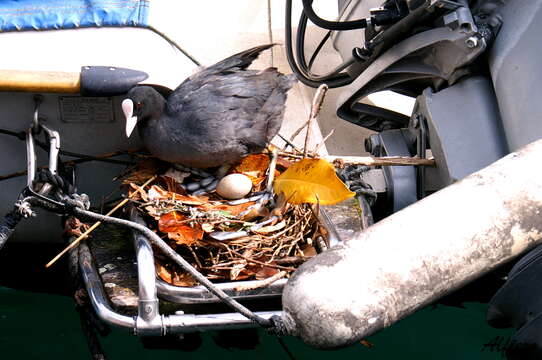 Image of Common Coot