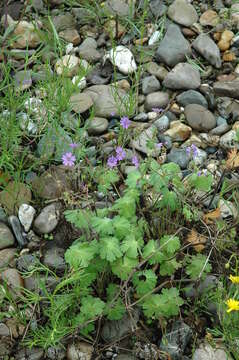 Imagem de Geranium pyrenaicum Burm. fil.