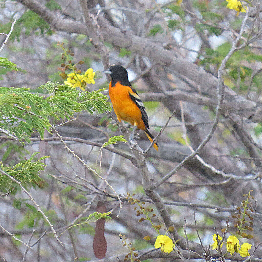 Image of Bar-winged Oriole