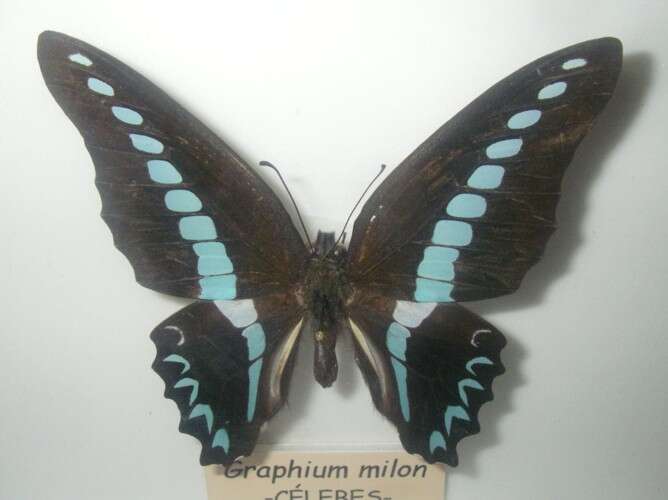 Image of Graphium anthedon