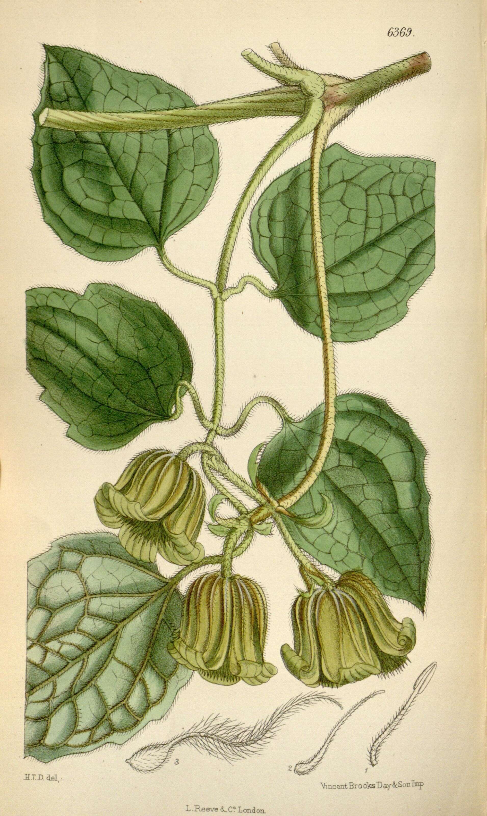 Image of Clematis grewiiflora DC.