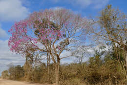 صورة Handroanthus heptaphyllus (Mart.) Mattos