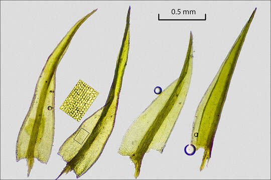 Image of ceratodon moss