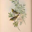 Image of Zosterops lateralis tephropleurus Gould 1855