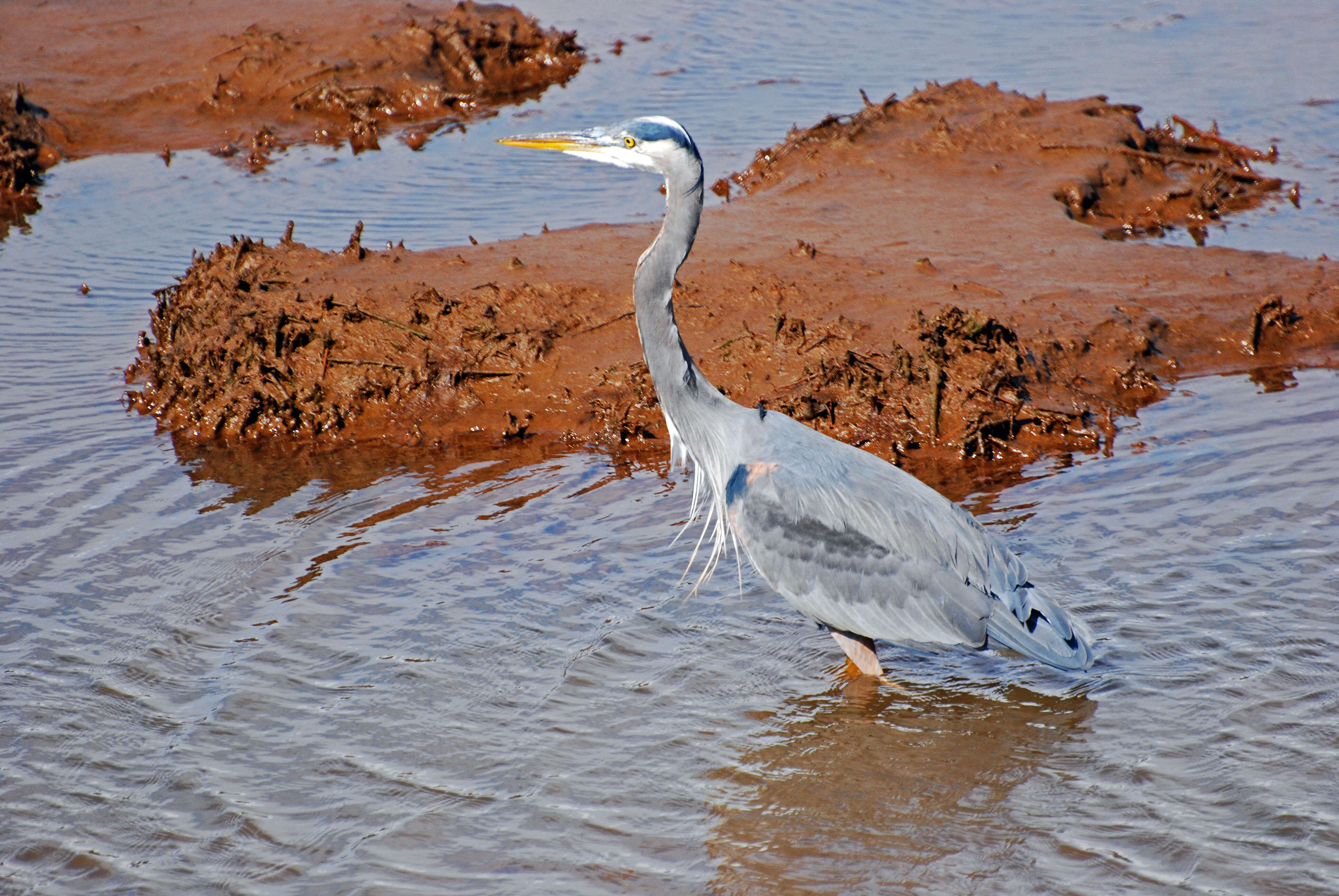 Image of Ardea Linnaeus 1758