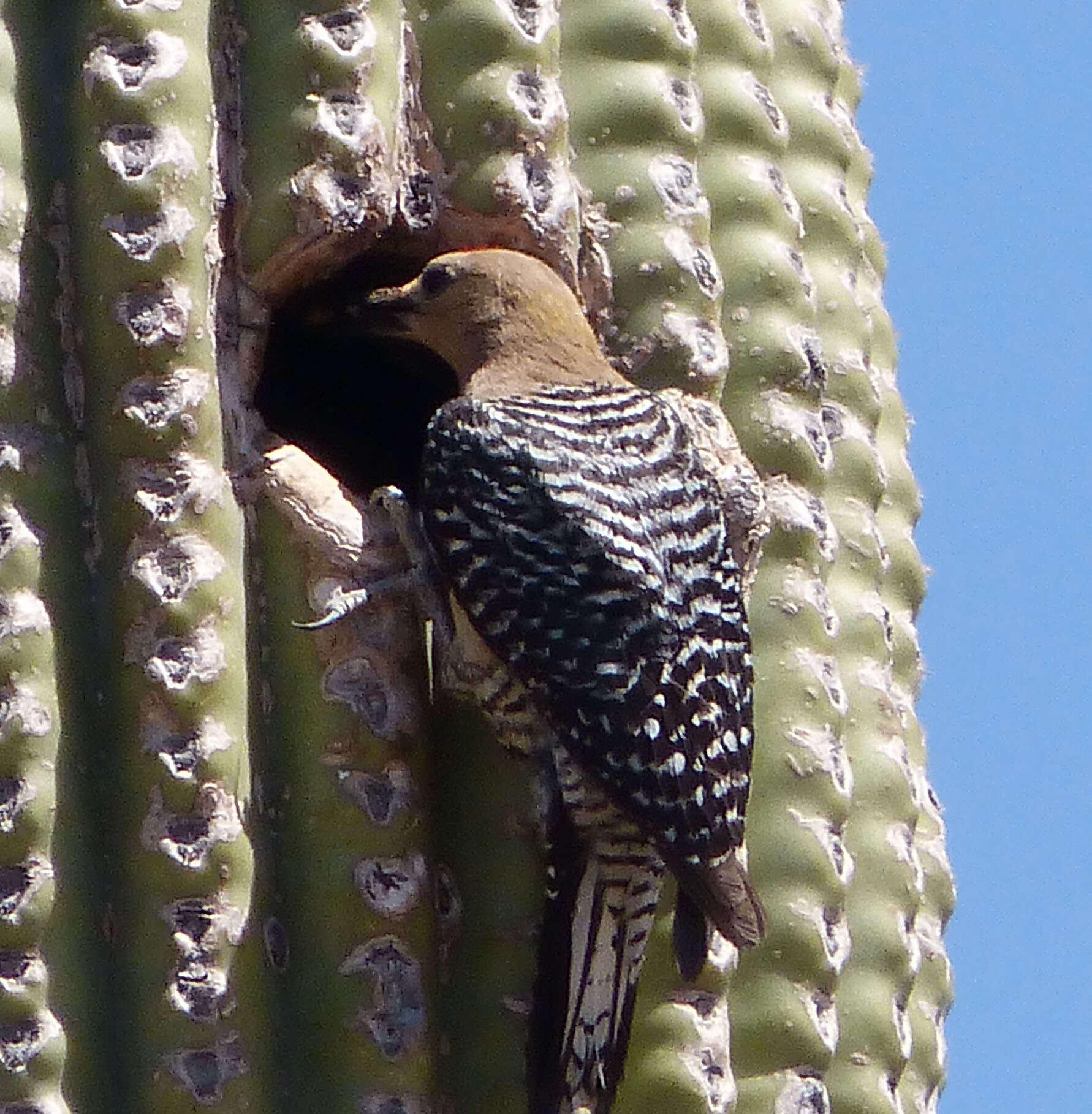 Image of Gila Woodpecker