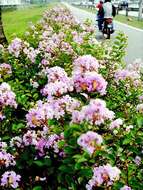 Image of Crape myrtle