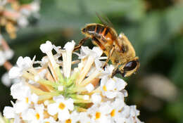 Image of drone fly