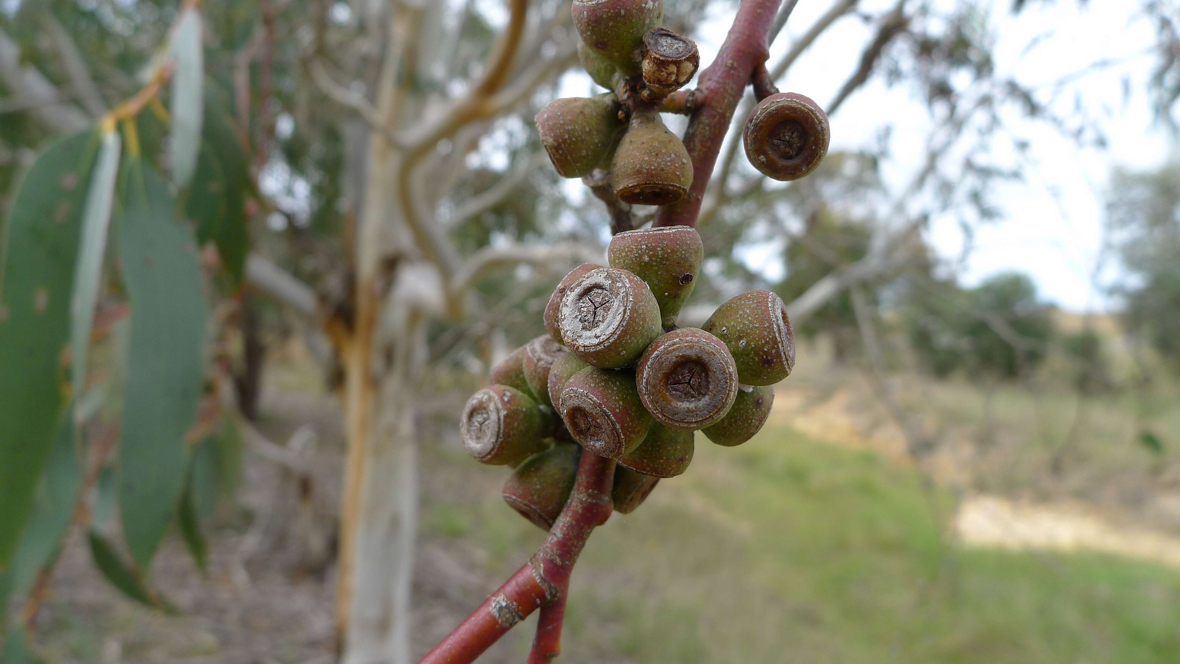 Imagem de Eucalyptus pauciflora Sieber ex Spreng.