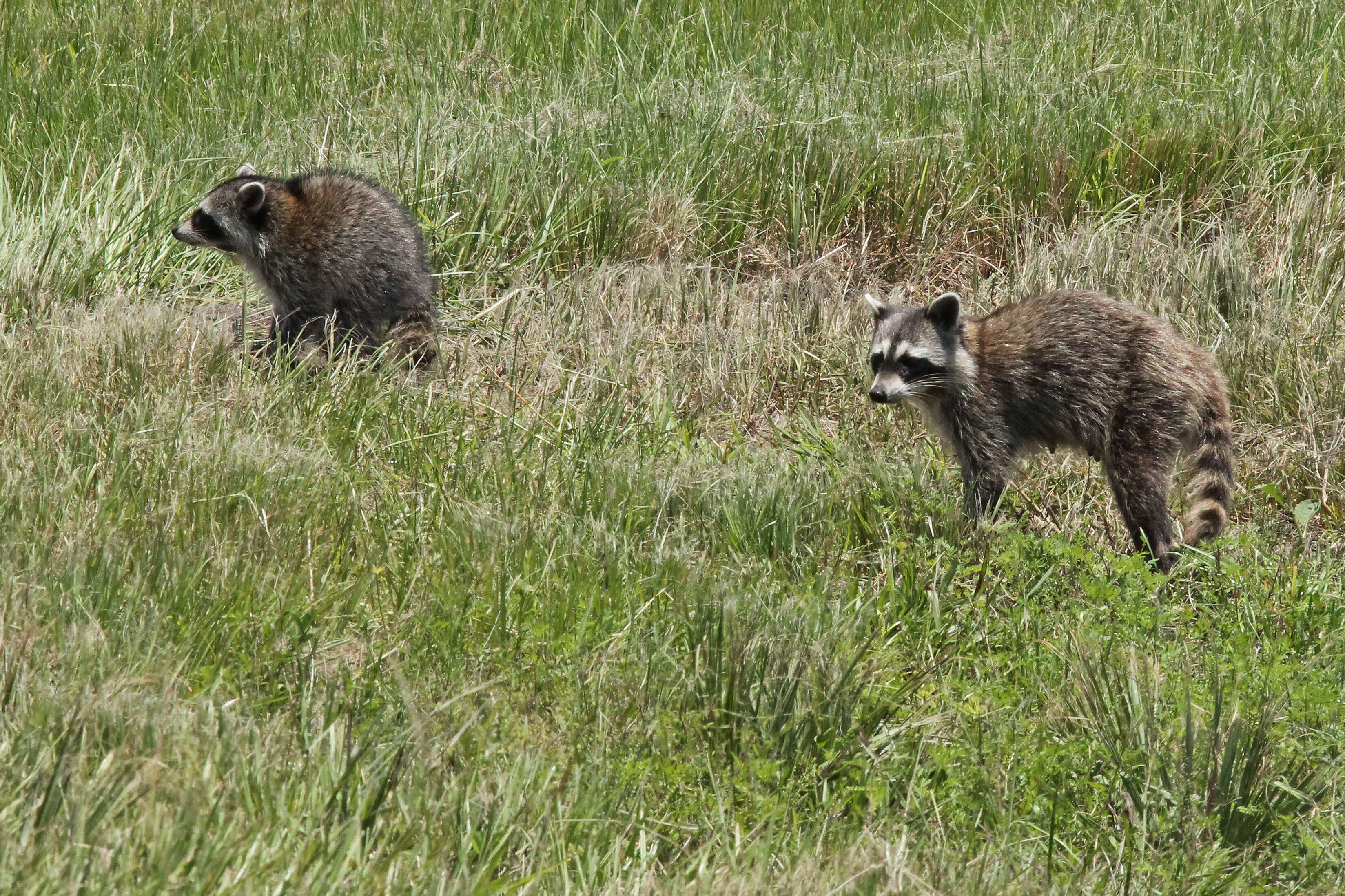 Image of Raccoons