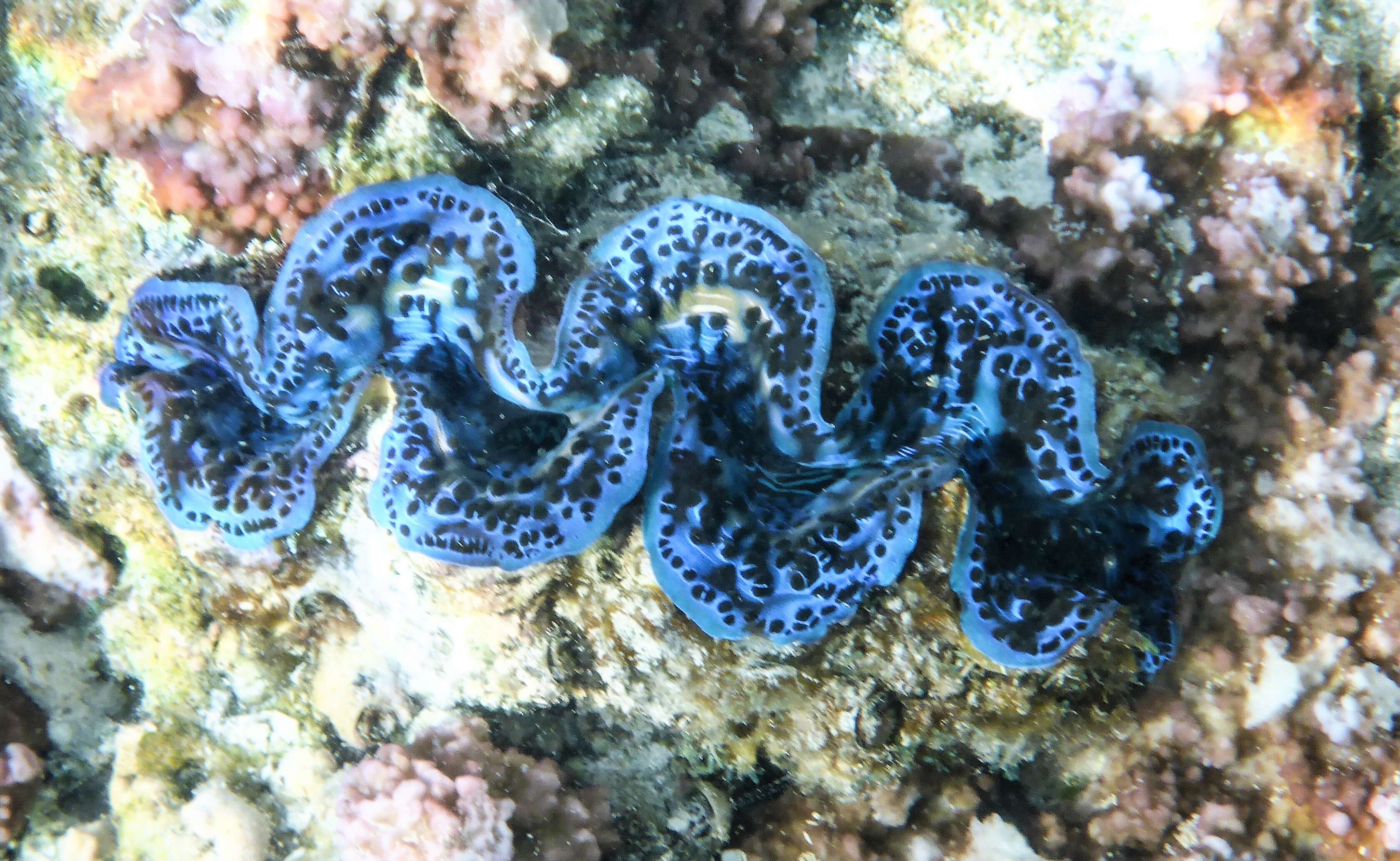 Image of Tridacninae Lamarck 1819