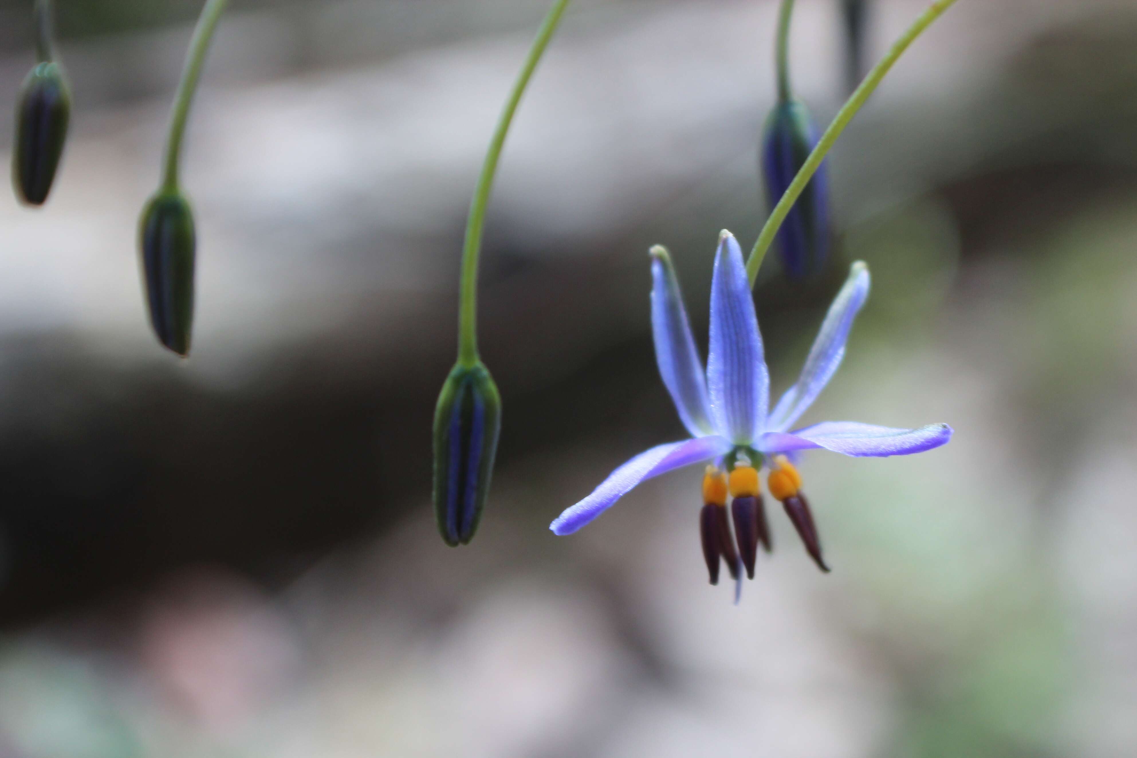 Image of Blueberry Flax Lily