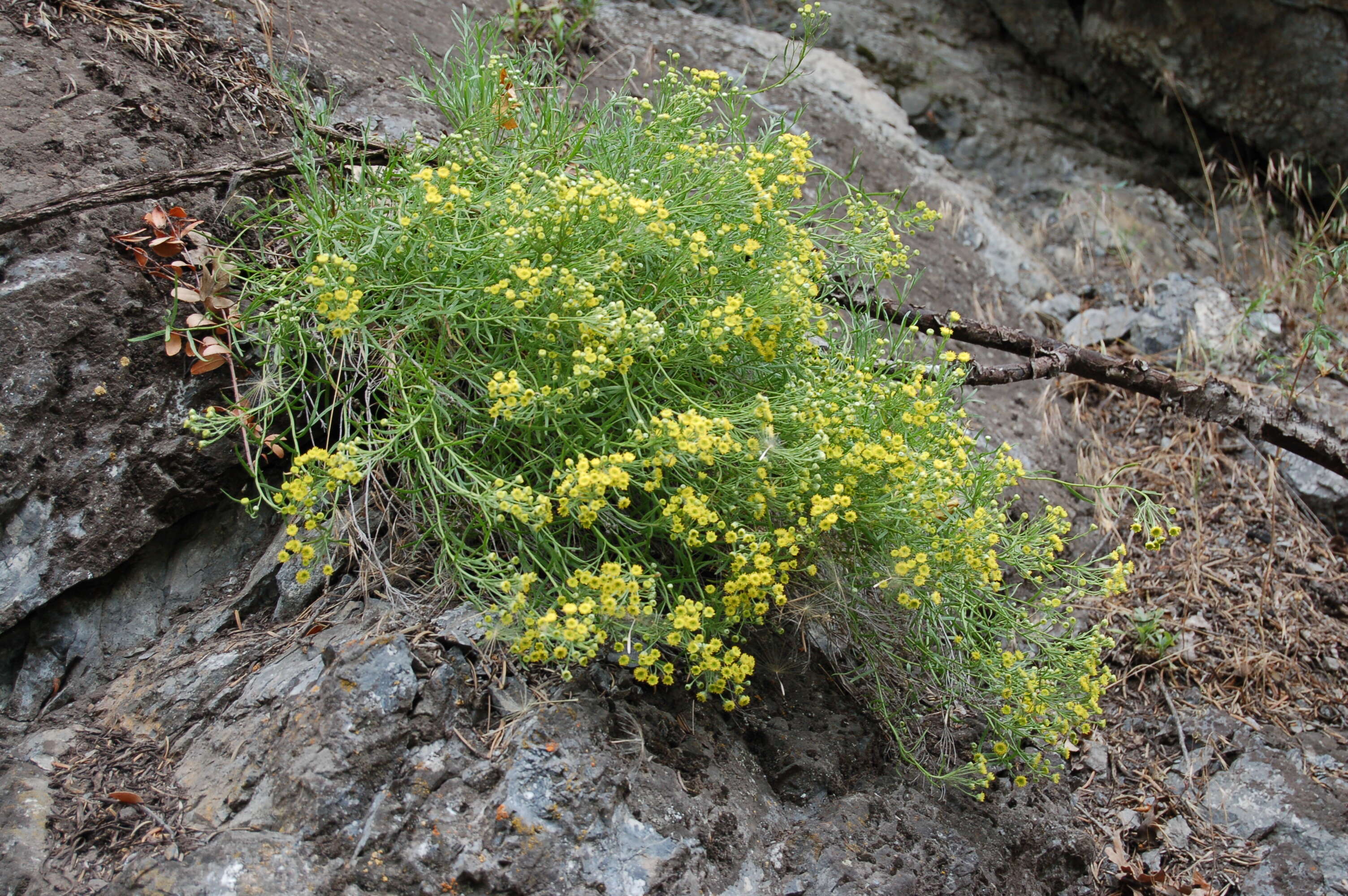 Image of separateleaf chickensage