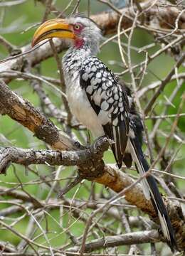 Image of Southern Yellow-billed Hornbill