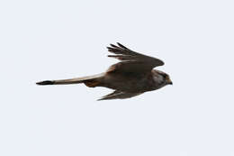 Image of Australian Kestrel